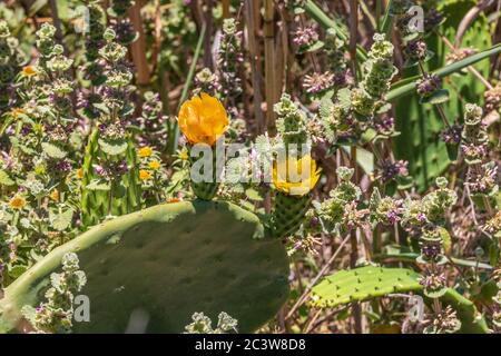 Opuntia ficus indica, stachelige Birne in Blume Stockfoto