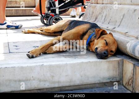 Ein Hund schläft auf dem Syntagma Platz in Athen. Stockfoto