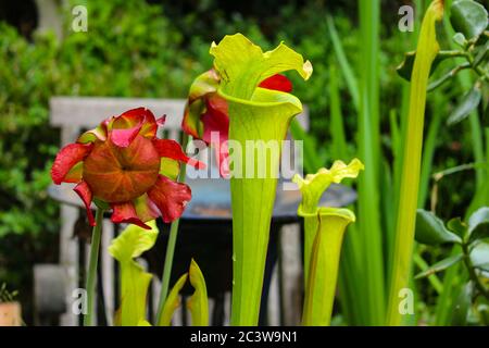 Nahaufnahme einer roten Blume einer fleischfressenden gelben Kannenpflanze, Sarracenia flava purpurea oder Gelbe Schlauchpflanze Stockfoto