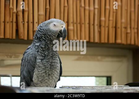 Portrait von schönen grauen afrikanischen Papagei im Zoo. Stockfoto