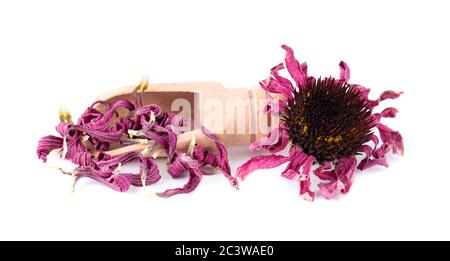Getrocknete Echinacea Blüten auf Holzlöffel, isoliert auf weißem Hintergrund. Blütenblätter von Echinacea purpurea. Heilkräuter. Stockfoto