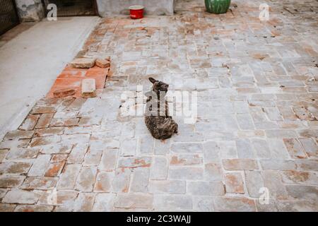 Ein schöner Hund züchtet eine französische Bulldogge im Hof Stockfoto