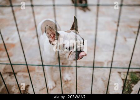 Nahaufnahme eines schönen Hundes züchtet eine französische Bulldogge in einem Käfig Stockfoto