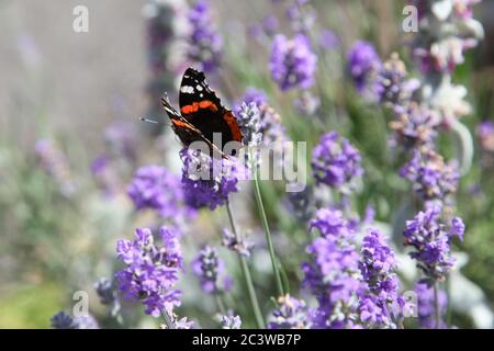 Vanessa atalanta, der rote Admiralschmetterling oder zuvor der rote Admiral, sitzt auf der Lavandula angustifolia (englischer Lavendel) Blume, Sommer Stockfoto