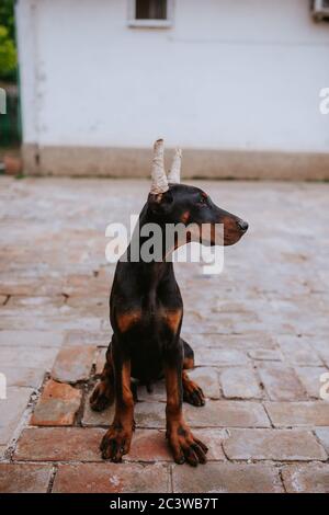 Eine schöne schwarze Hunderasse Dobermann im Hof Stockfoto