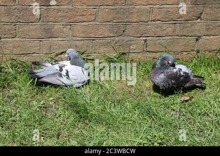 Zwei Tauben (Columba livia), die sich in der Sonne schneiden, Surrey, Großbritannien, Juni 2020 Stockfoto