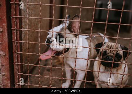 Nahaufnahme eines schönen Hundes züchtet eine französische Bulldogge in einem Käfig Stockfoto