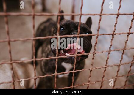 Nahaufnahme eines schönen Hundes züchtet eine französische Bulldogge in einem Käfig Stockfoto