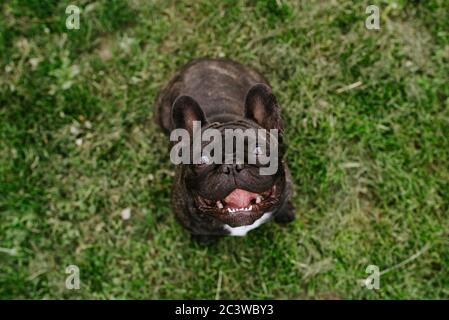 Draufsicht auf einen schönen Hund züchten eine französische Bulldogge auf dem Gras Stockfoto