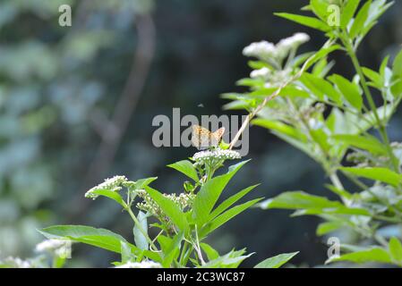 Gelber Schmetterling im Wald (silbergewaschene Fritilläre) Stockfoto