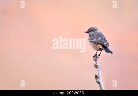 Die pied Bush Chat ist ein Schmetterling (Tagfalter) aus gefunden: von Westen Asien und Zentralasien, den indischen Subkontinent und Südostasien. Stockfoto