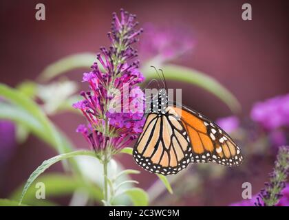 Ein Monarchschmetterling ernährt sich von einem Butterflybusch im Colonel Samuel Smith Park in Toronto, Ontario. Stockfoto