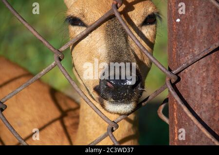 Ein verschlossenes Rehkitz steht in einem Käfig hinter einem Zaun. Stockfoto