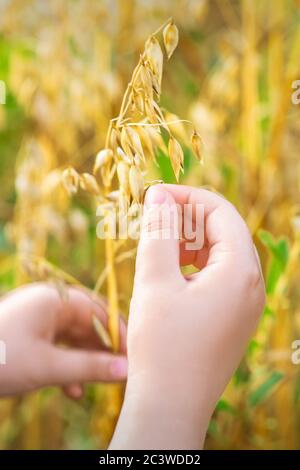 Nahaufnahme der Kinderhand, die im Sommer die Haferohren auf dem Feld hält. Stockfoto
