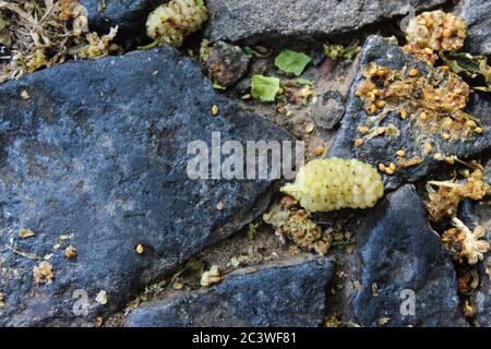 Nahaufnahme der weißen Maulbeerfrucht auf dem Boden. Morus alba, weiße Maulbeere. Beja, Portugal. Stockfoto