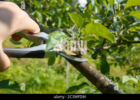 Saisonaler Schnitt durch die Baumscheren junger Obstbäume im Garten Stockfoto