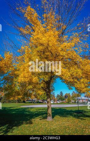 Die Blätter beginnen sich bis Ende des Sommers gelb zu färben und kündigen die kommende Herbstsaison an Stockfoto