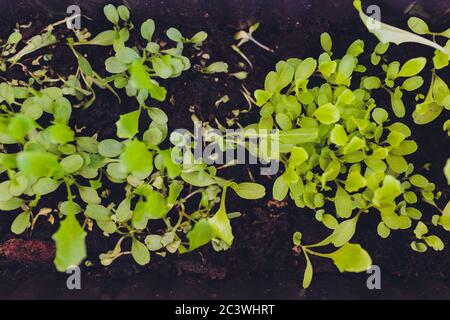 Salzwasserfarm. Rosenkohl. Grüne Junge Salatpflanzen. Salatpflanzen. Frühlingszlinge Stockfoto