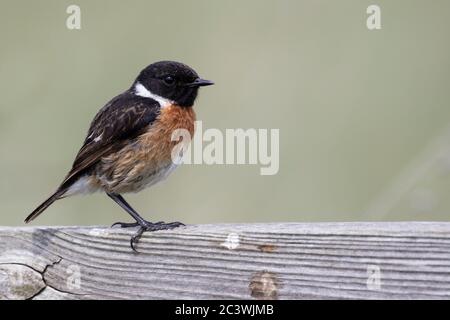 Gewöhnlicher Steinchen (männlich) Stockfoto