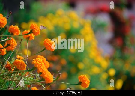 Wunderschöne Ringelblumen im Garten Stockfoto