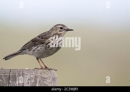 Wiese Pieper Stockfoto