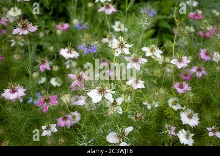 Nigella damascena blühende Pflanzen, UK Stockfoto