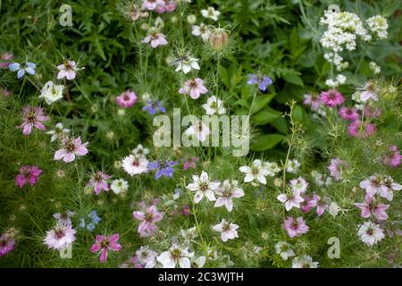 Nigella damascena blühende Pflanze, UK Stockfoto