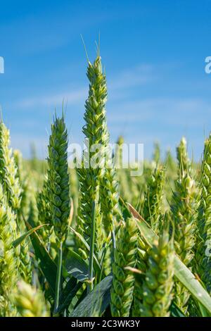 Unreifer grüner Weizen schließt sich an einen blauen Himmel. Hertfordshire UK (aufrecht) Stockfoto