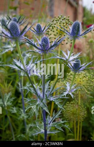 Eryngium Planum, Seechocken Stockfoto