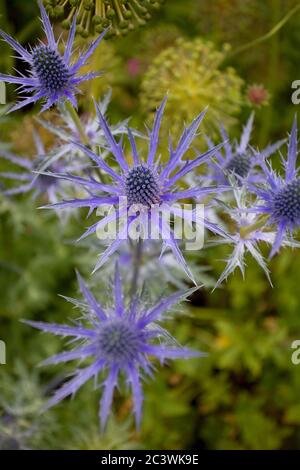 Eryngium Planum, Blauer Hobbit, Seechocken Stockfoto