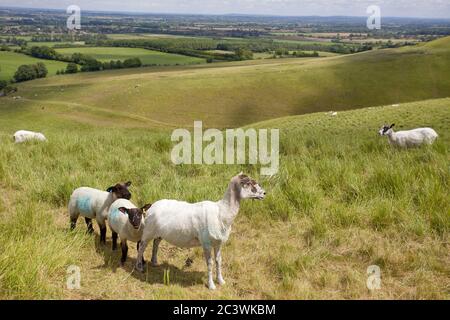 Schafe weiden auf weißen Pferd Hügel, Uffington, Oxfordshire. England Stockfoto