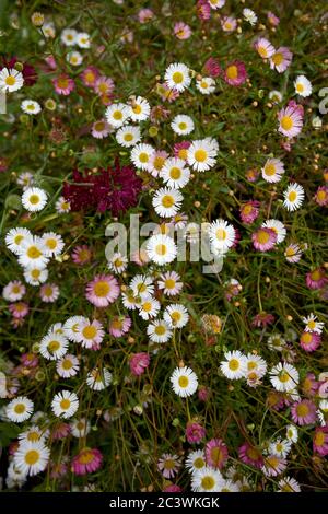 Erigeron Karvinskianus, Großbritannien Stockfoto