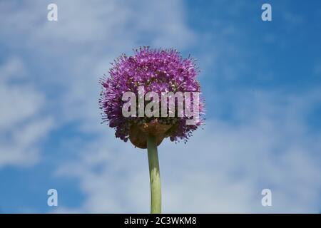 Giant Ornamental Onion Flowers (Alium gigantium) Gartenpflanze, East Yorkshire, England, UK, GB. Stockfoto