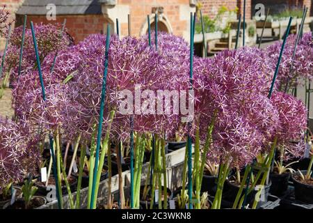 Giant Ornamental Onion Flowers (Alium gigantium) Gartenpflanze, East Yorkshire, England, UK, GB. Stockfoto