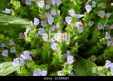 Nahaufnahme von Giant Viper's bugloss, Tree Echium, Pine echium, Echium pininana. East Yorkshire, England, Großbritannien, GB. Stockfoto