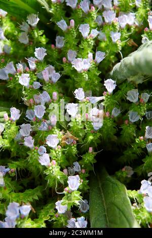 Nahaufnahme von Giant Viper's bugloss, Tree Echium, Pine echium, Echium pininana. East Yorkshire, England, Großbritannien, GB. Stockfoto