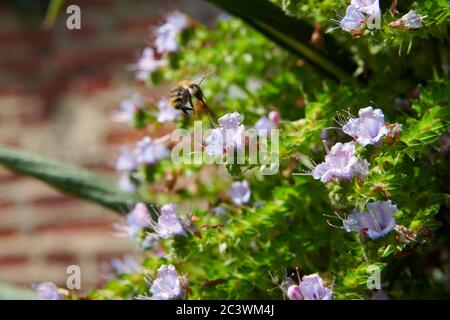 Nahaufnahme von Giant Viper's bugloss, Tree Echium, Pine echium, Echium pininana. East Yorkshire, England, Großbritannien, GB. Stockfoto