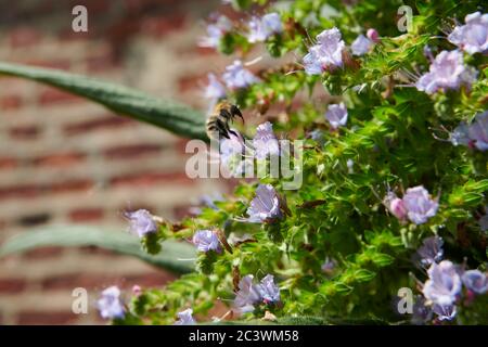 Nahaufnahme von Giant Viper's bugloss, Tree Echium, Pine echium, Echium pininana. East Yorkshire, England, Großbritannien, GB. Stockfoto