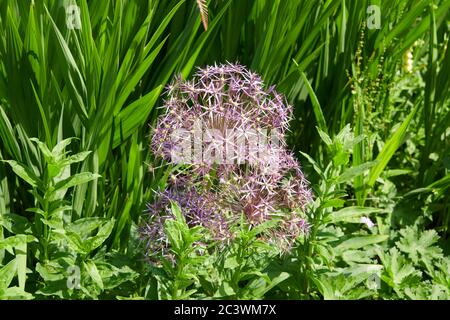 Giant Ornamental Onion Flowers (Alium gigantium) Gartenpflanze, East Yorkshire, England, UK, GB. Stockfoto