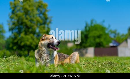 Ein Hund der Alabai-Rasse ruht an einem sonnigen Tag auf einem grünen Rasen. Der Hund liegt auf dem Gras auf dem Land Stockfoto