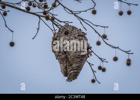 Ein riesiger Bienenstock, der weit oben an einem Baumzweig hängt, mit Gummibaumkernbällen, die an den Gliedmaßen um den Bienenstock herum hängen Stockfoto