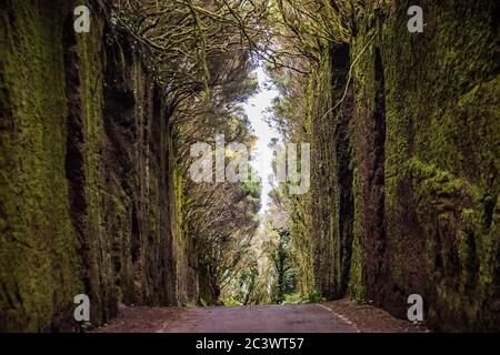 Straßentunnel im Anaga Rural Park - uralter Regenwald auf Teneriffa, Kanarische Inseln. Wunderschöner uralter Regenwald. Stockfoto