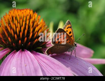 Rotkopfschmetterling auf einer Echinacea-Blume. Sommer sonnigen Tag. Vor dem Hintergrund von Grün. Stockfoto