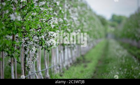 Äpfel auf dem Bauernhof anbauen. Glatte Reihen von Apfelbäumen mit weißen Blumen auf dem Bauernhof im Frühjahr Stockfoto