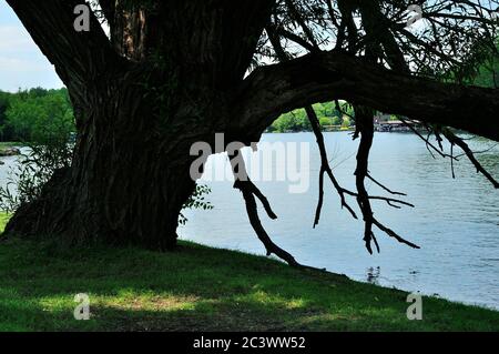 Große Weidenbaum am Ufer des Fox River im Norden von Illinois, USA. Stockfoto