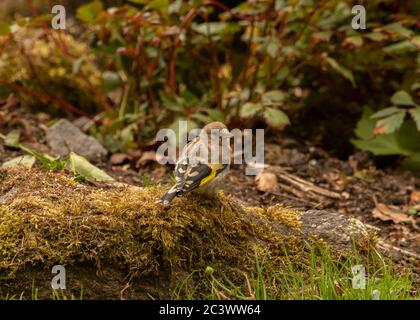 Goldfinch (Carduelis carduelis), Jungfalter auf einem Felsen sitzend in einem Garten, Dumfries, SW Schottland Stockfoto