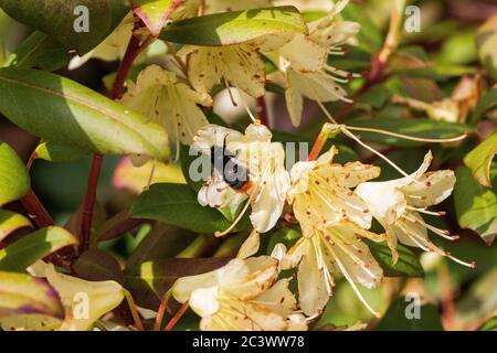 Rotschwanzbiene bombus lapidarius mit Milbe parasitellus fucorum Stockfoto