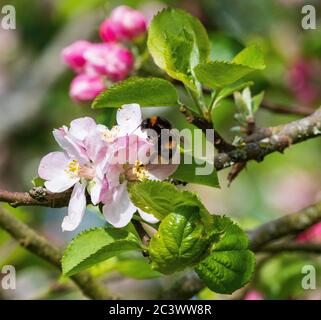 bombus terestris Hummel mit Hummel Stockfoto