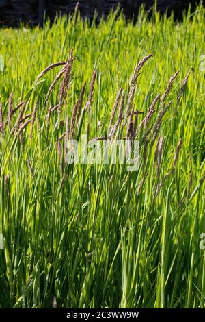 Elymus repens, Couch Gras Stockfoto