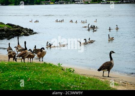 Kanadische Gänse versammeln sich am Ufer des Parks entlang des Fox River im Norden von Illinois, USA. Stockfoto